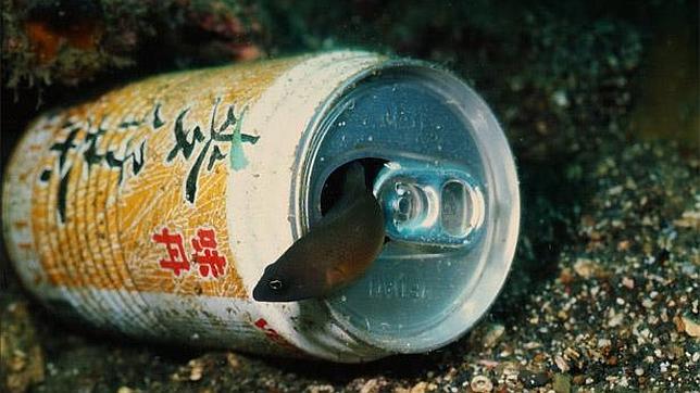 Océanos: desoxigenación y acidificación galopante