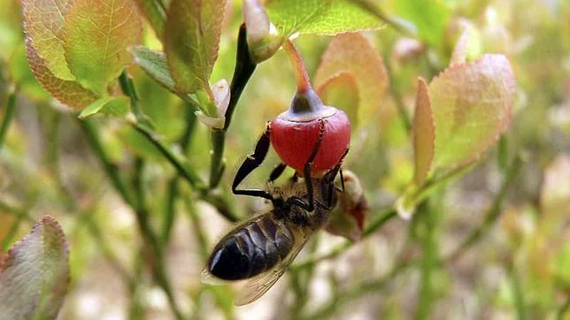 La contaminación por diésel afecta a la capacidad de las abejas de detectar el olor de las flores