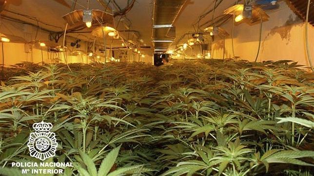 Desmantelado el principal punto de cultivo y distribución de marihuana en Madrid