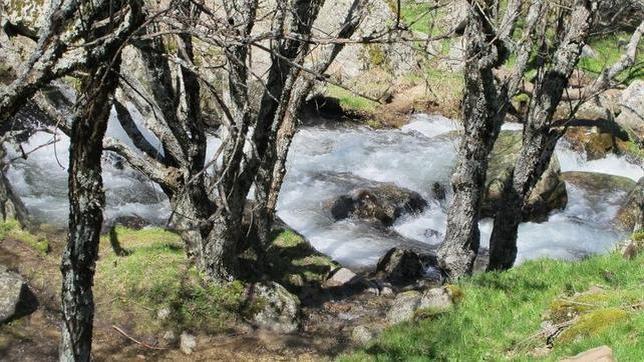 Los mejores sitios para buscar setas este otoño por Madrid