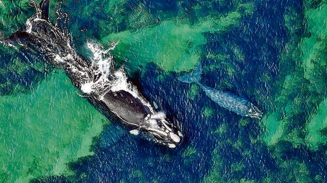 La conservación de humedales y ballenas, Premios BBVA a la Conservación de la Biodiversidad