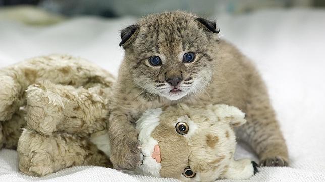 Crece un 83% la supervivencia de crías de lince nacidas en cautividad en 2013
