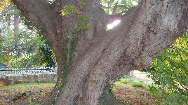 Aragón ya tiene catalogados más de 300 árboles singulares