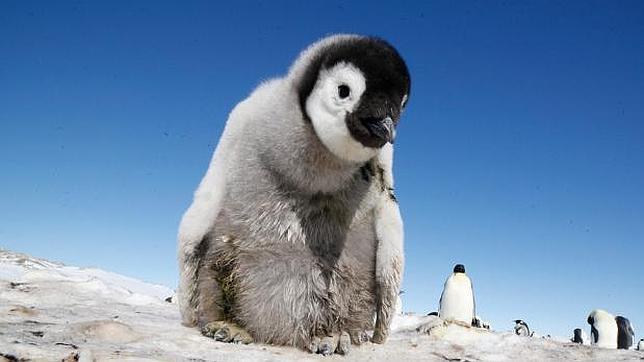 La cámara-pingüino, el último invento de los documentales de naturaleza