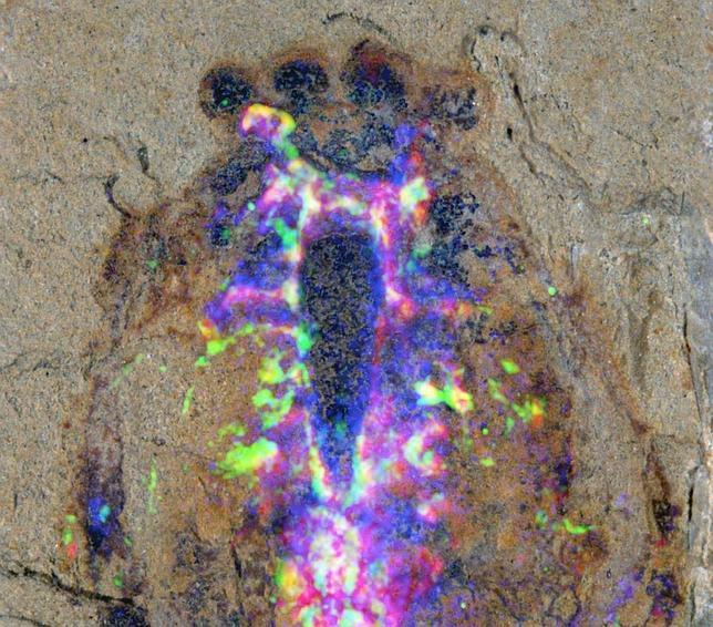 Una criatura con tijeras en la cabeza y cerebro de araña