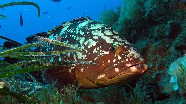 Comienza el III Congreso Internacional de Áreas Marinas Protegidas