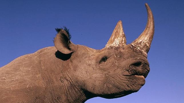 Kenia implantará microchips a sus 1.025 rinocerontes para combatir el furtivismo