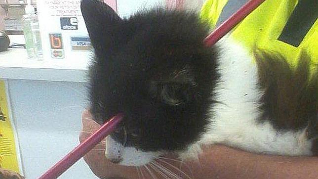 Un gato sobrevive después de que un proyectil de ballesta le atravesará la cabeza