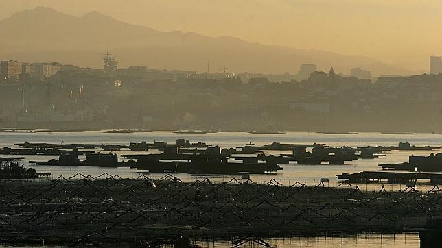 Empieza a remitir la toxina y se reabren varias zonas de extracción de molusco