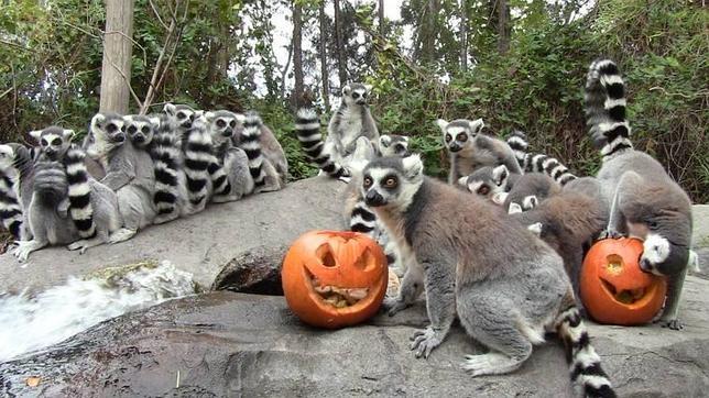 Conoce los animales más mortíferos del planeta en la noche de Halloween de Faunia
