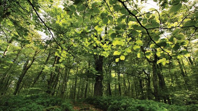 Hayedo junto al río Saja, en la foto todavía verdes