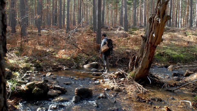 Los mejores bosques para buscar setas