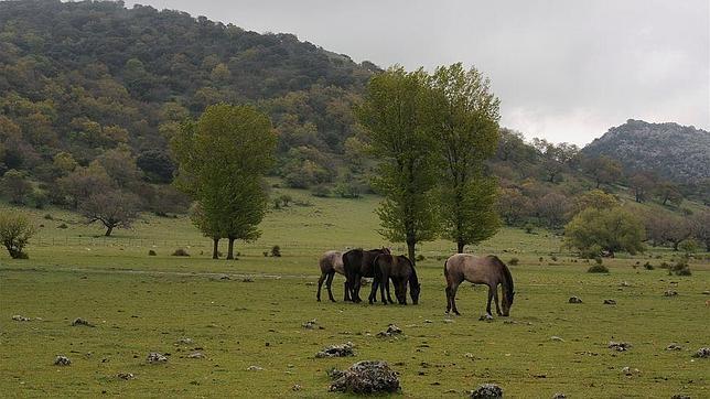Poljé de La Nava, en la sierra de Cabra; actualmente, geoparque natural declarado por la Unesco. Al fondo, el matorral mediterráneo con sus encinares, quejigares y su vegetacion tipica