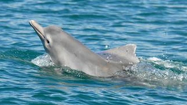 Descubren una nueva especie de delfín en aguas de Australia