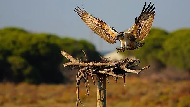 El águila pescadora vuelve a criar en la península ibérica