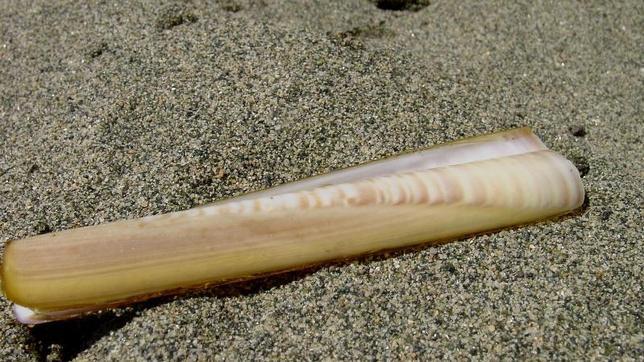 Descubren una nueva especie de navaja