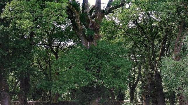 Carballo de Cartelos (Lugo)