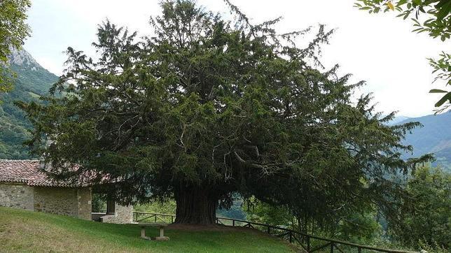 Tejo de Bermiego (Asturias)