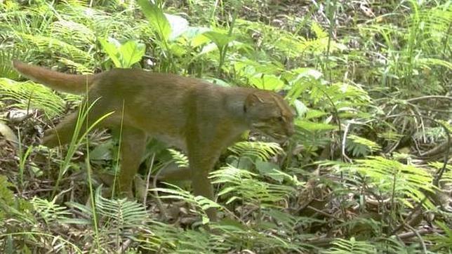 Imágenes inéditas del escurridizo gato de Borneo
