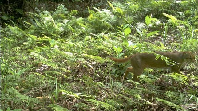 El felino más raro del mundo, «cazado» en vídeo