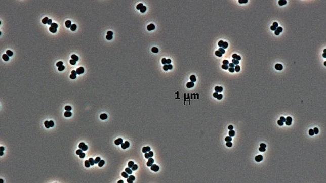 Encuentran un nuevo microorganismo en dos bases espaciales