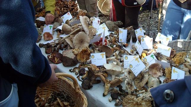 Exposición de setas en la sierra de Aracena