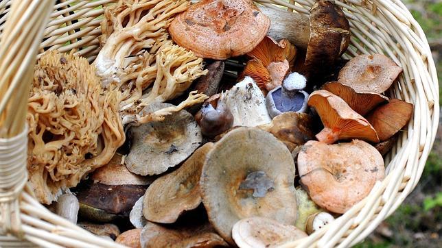 Las setas, en el campo, antes de llegar a la mesa