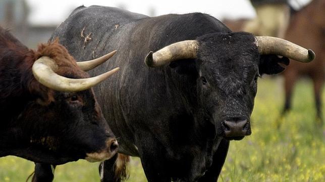 Los toros de Miura y Torrestrella volarán hasta Venezuela