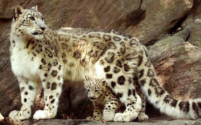 Hallan en el Tíbet los restos del primer felino que pisó la Tierra
