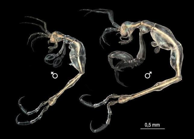 Un investigador español descubre una nueva microgamba en California