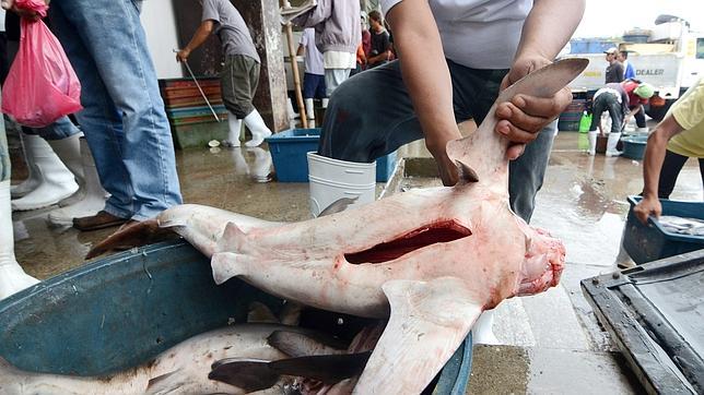 Atún rojo y tiburones: no incrementar las cuotas y mantener adheridas sus aletas