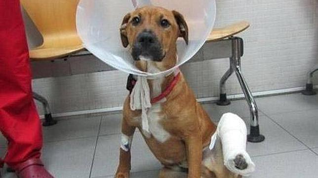 Multa de 2.000 euros por abandonar a su perro con una pata rota