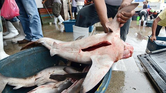 ICCAT da un respiro al atún rojo pero vota contra los tiburones, según las ONGs