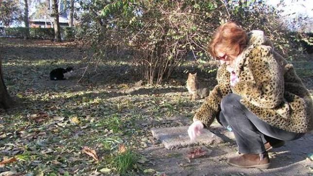 Los 400 gatos abandonados de El Retiro