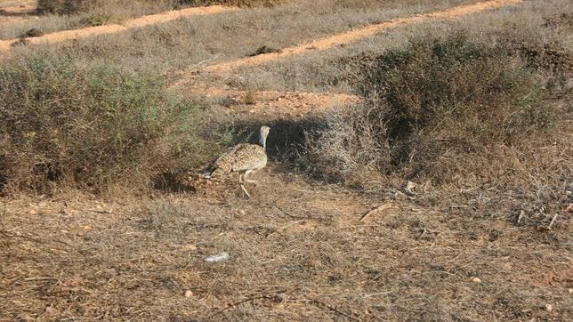Fuerteventura: 10 años soñando con convertirse en el primer Parque Nacional de Zonas Áridas marítimo-terrestre de España y Europa