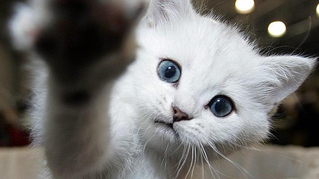 Los gatos reconocen la voz de su dueño, pero prefieren ignorarle