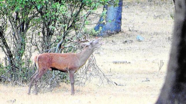 Polémica cacería en el Parque Nacional de Monfragüe