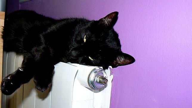 Los objetos (o gatos) colocados sobre el radiador atrapan el calor producido