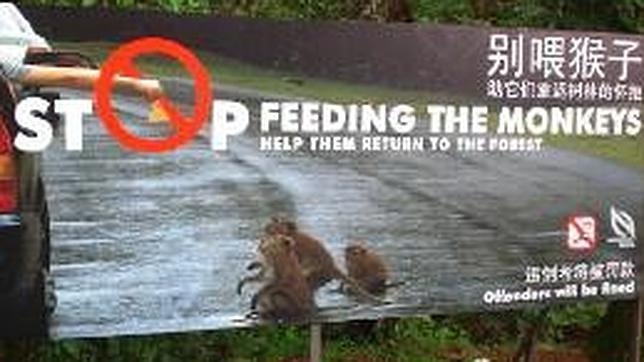 Singapur, la difícil coexistencia de rascacielos y la selva