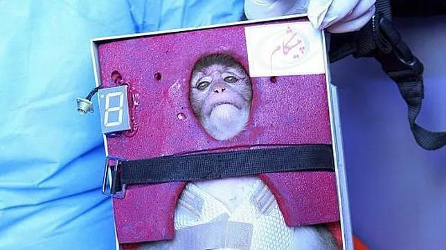 Irán manda al espacio a un segundo mono astronauta