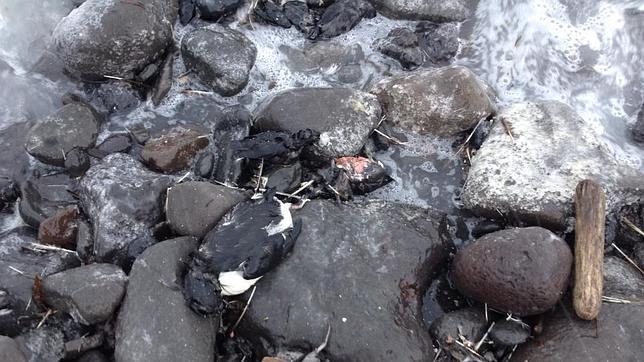 Los animales enferman y mueren por decenas a lo largo de las costas de Alaska por los efectos del desastre nuclear de Fukushima