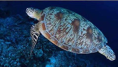 Medio Ambiente destina 4,2 millones de euros a 121 proyectos