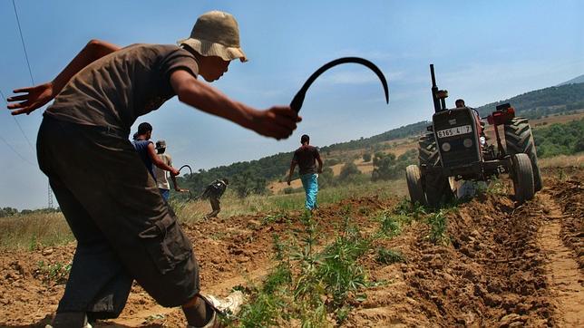 La petición para la legalización del cannabis llega al Parlamento marroquí