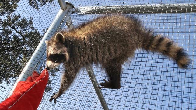 El mapache, invitado non grato en la Comunidad de Madrid