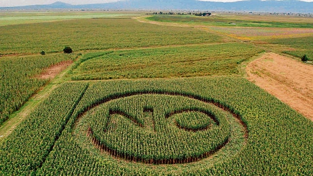 Transgénicos: El affaire Séralini, ¿punto y final?