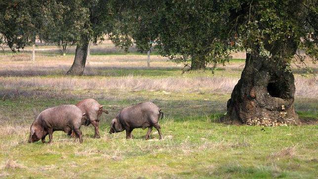 «Apadrine» un cerdo ibérico, un castaño o una colmena