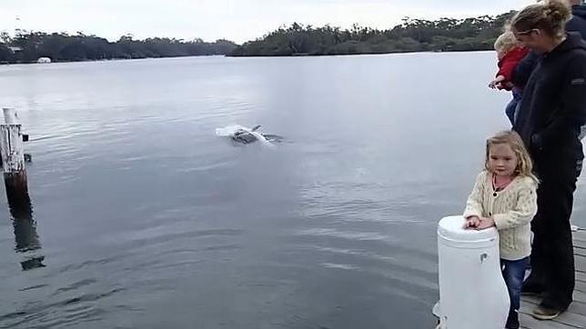 El delfín solitario que hace amigos humanos en Australia