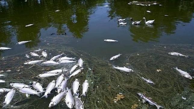 Cientos de peces aparecen muertos en Argentina tras la ola de calor