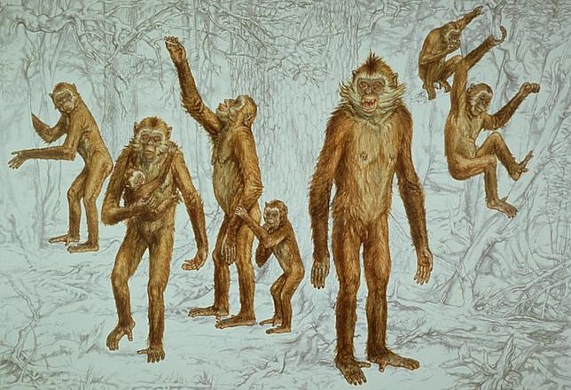 Una mano casi humana... de hace 7 millones de años