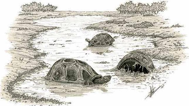 Representación de varios ejemplares del «Cheirogaster bolivari» (Tortugas gigantes)